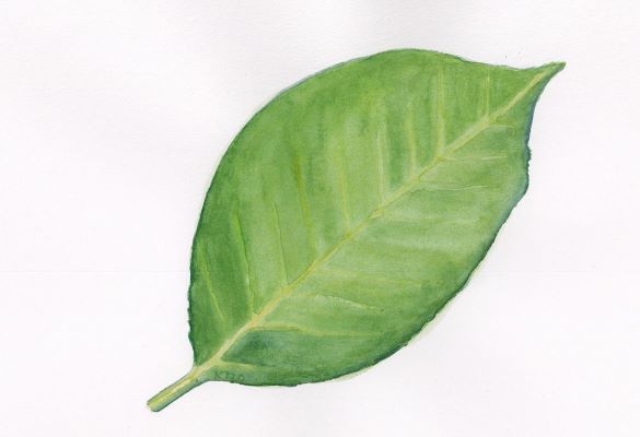 Piirros, jossa on vihreä puunlehti.